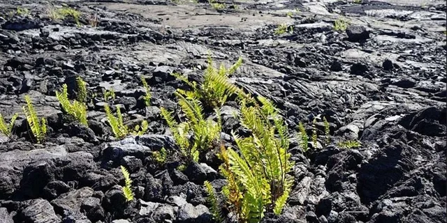 Hilo Volcano Tour from Oahu - Image 3