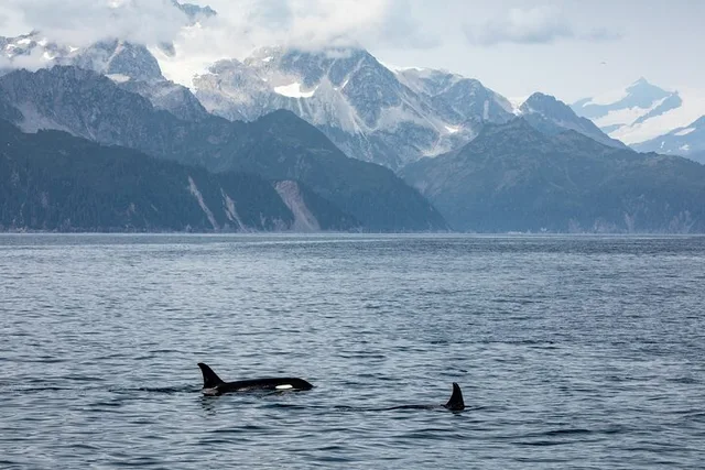 Seward Glacier & Wildlife Cruise in Kenai Fjords - Image 3