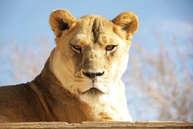 Las Vegas Lion Habitat Ranch Admission - Image 2