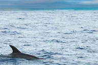 Key West Dolphin Catamaran Sail thumbnail 6