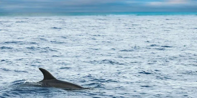 Key West Dolphin Catamaran Sail - Image 6
