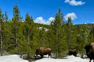 Cody Yellowstone Wildlife and Photo Tour Upper Loop thumbnail 6