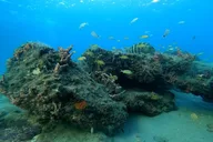 Lauderdale-by-the-Sea Snorkeling Adventure thumbnail 2