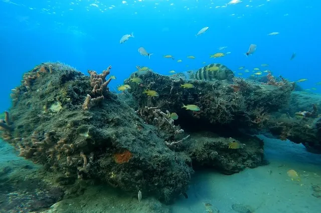 Lauderdale-by-the-Sea Snorkeling Adventure - Image 2
