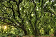 Maui Open-Air Blowhole & Banyan Forest Tour 2.5 hr thumbnail 1