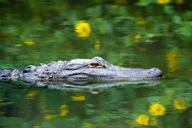Miami Everglades Airboat Ride thumbnail 2