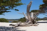 Monterey Carmel 17-Mile Drive Big Sur Tour 12 hr thumbnail 2