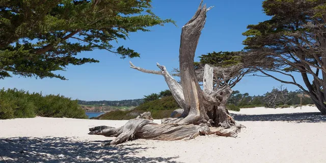 Monterey Carmel 17-Mile Drive Big Sur Tour 12 hr - Image 2