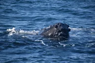 Kauai Whale Watching Adventure thumbnail 1