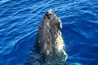 Waikiki Catamaran Whale Watch 2 hr thumbnail 5