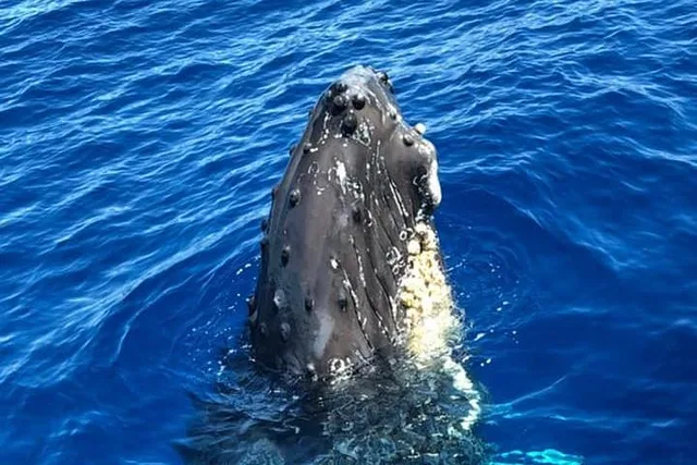 Waikiki Catamaran Whale Watch 2 hr - Image 5