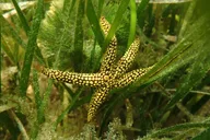 Mangrove Point Scalloping Tour 7 hr thumbnail 3