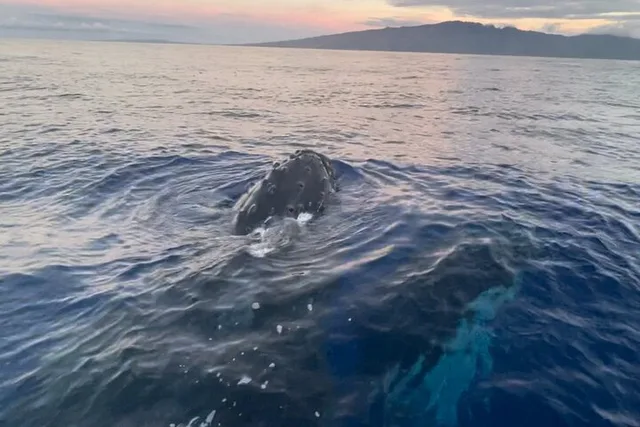 Maui Kayak Whale Watching Tour - Image 3