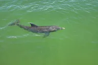 Fort Myers Beach Sunset Dolphin Cruise 90 Min thumbnail 6
