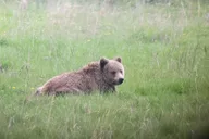 Yellowstone Wolf and Wildlife Watching Day Tour thumbnail 5