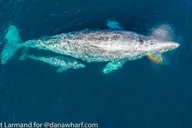 Dana Point Whale and Dolphin Watching Tour 2 hr thumbnail 2