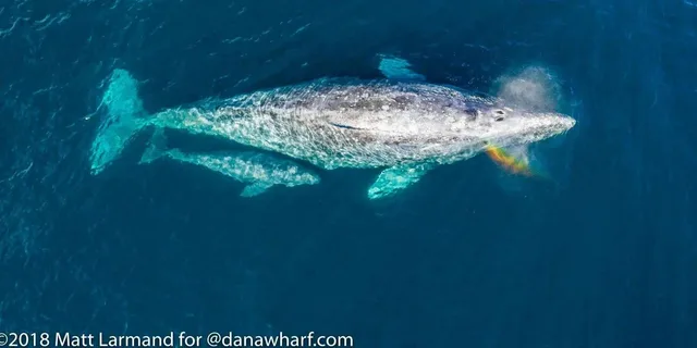 Dana Point Whale and Dolphin Watching Tour 2 hr - Image 2