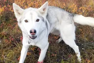 Denali Tundra Walk with Sled Dogs 1 hr thumbnail 2