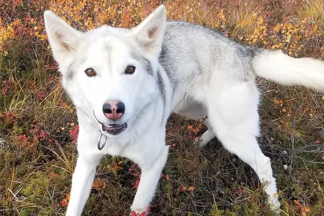 Denali Tundra Walk with Sled Dogs 1 hr - Image 2