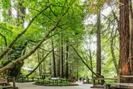 San Francisco Muir Woods and Sausalito Tour thumbnail 2