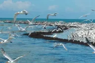 Everglades Birding, Dolphin and Wildlife Boat Tour thumbnail 5
