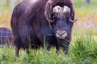 Anchorage Wildlife Tour with Lunch & Beer Tasting thumbnail 3