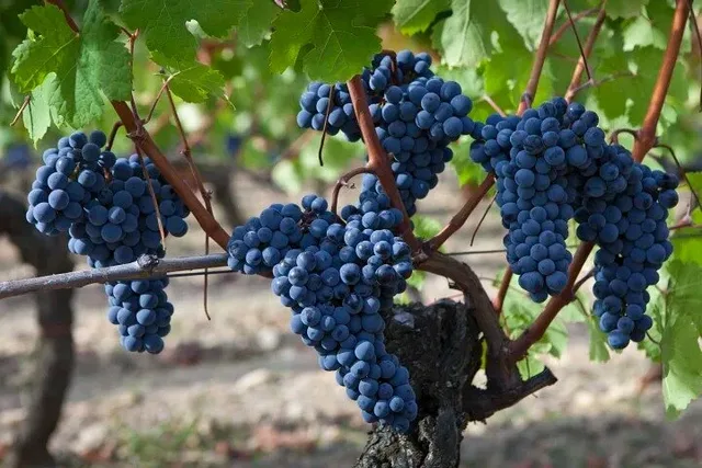 Sonoma Boutique Wine Tour Private 6 Hr - Image 2