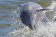 Orange Beach Dolphin Eco Cruise at Sunset thumbnail 2