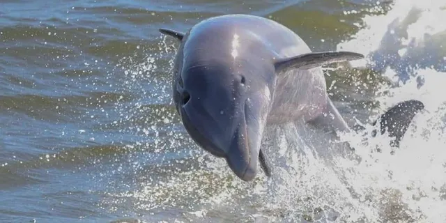 Orange Beach Dolphin Eco Cruise at Sunset - Image 2