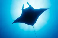 Kailua-Kona Manta Ray Night Snorkel Small Group thumbnail 1