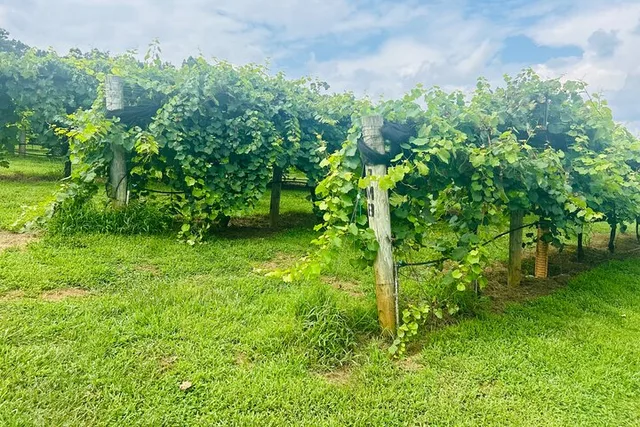 Atlanta Private Wine Tasting Tour - Image 6
