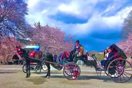 New York Central Park Champagne Carriage Tour 50 min thumbnail 2