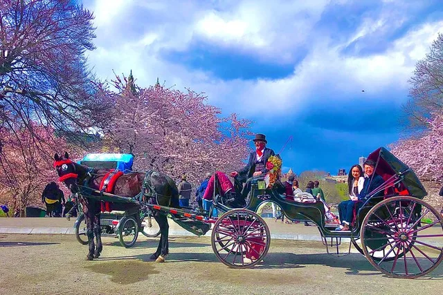 New York Central Park Champagne Carriage Tour 50 min - Image 2