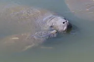 Orlando Dolphin & Manatee Kayaking Tour thumbnail 4