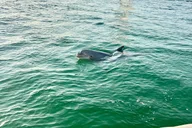 Destin Private Boat Tour with Snorkeling and Sunset thumbnail 3
