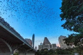 Austin Bat Bridge Kayak Tour