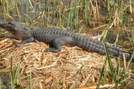 New Orleans Honey Island Swamp Tour thumbnail 6