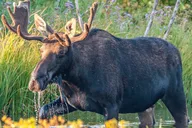 Jackson Hole Grand Teton National Park Tour thumbnail 6