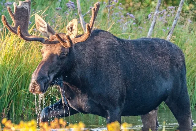 Jackson Hole Grand Teton National Park Tour - Image 6