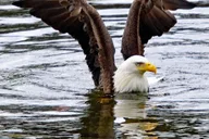 Ketchikan Totem Pole and Wildlife Trolley Tour 2 hr thumbnail 6