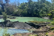 Hilo Sea Turtle Lagoon and Black Sand Beach Snorkel thumbnail 5