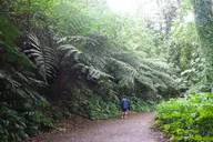Honolulu Manoa Falls Rainforest Hike thumbnail 6