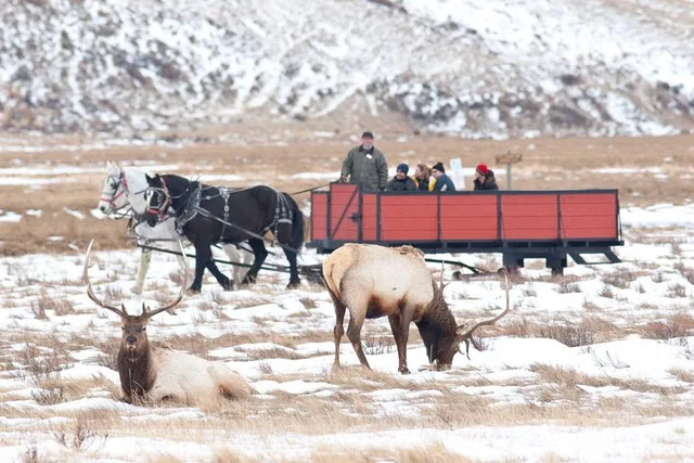 Jackson Hole Wildlife Safari Tour - Image 1