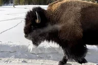 Yellowstone Winter Wildlife Safari thumbnail 6