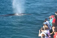 San Diego Whale Watching Cruise thumbnail 1
