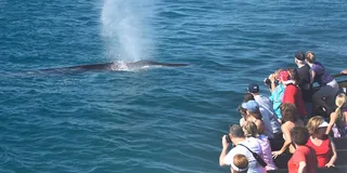 San Diego Whale Watching Cruise