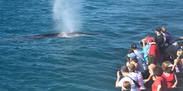 San Diego Whale Watching Cruise - Image 1