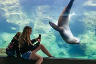Long Beach Aquarium of the Pacific Skip-the-Line Entry thumbnail 4