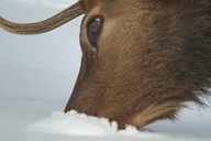Jackson Wildlife Safari Full Day thumbnail 5