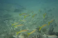 Panama City Snorkeling Tour thumbnail 6